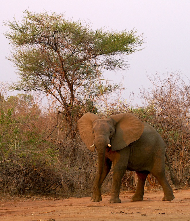 Africa 2005 38.jpg