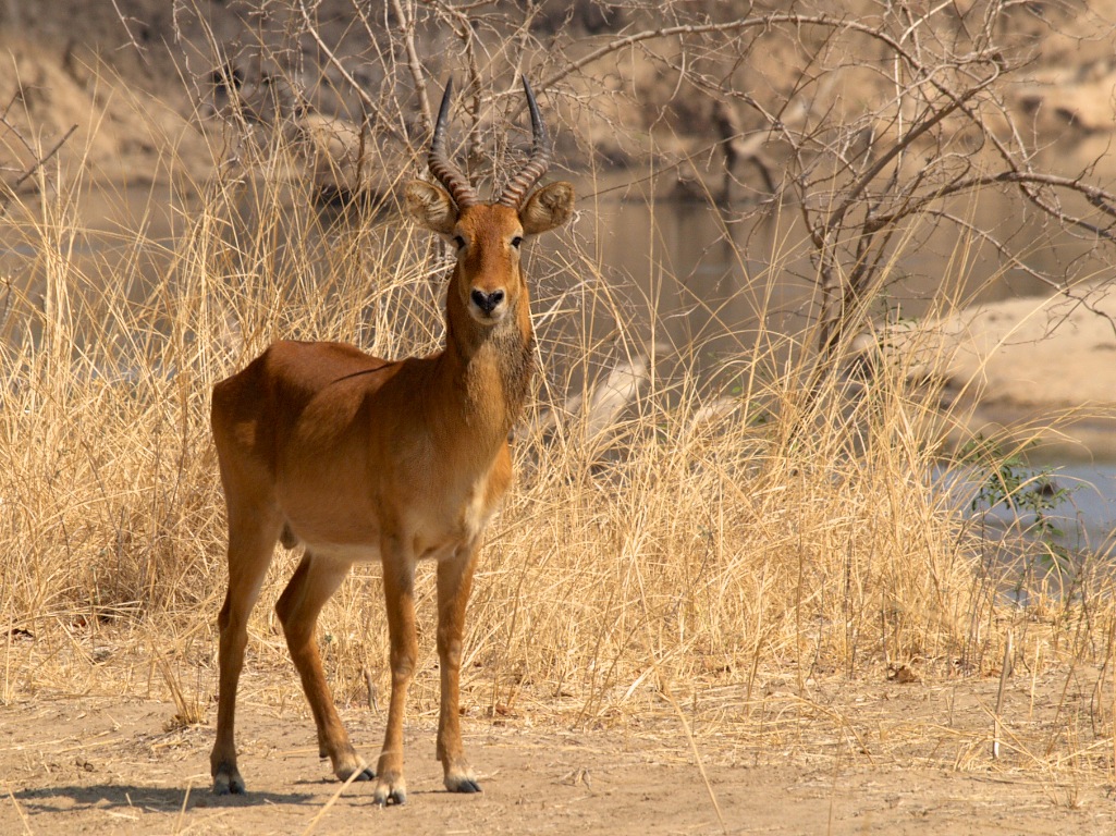 Africa 2005 45.jpg