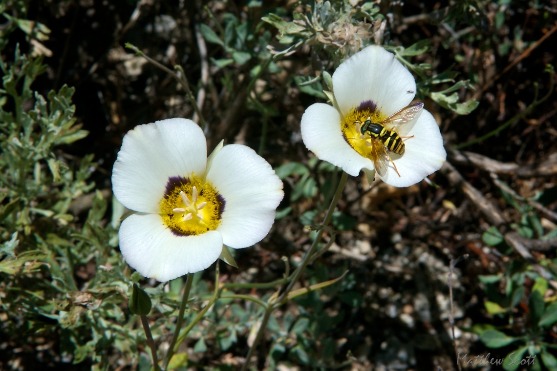 Eaton Canyon (1)-DUP2.jpg