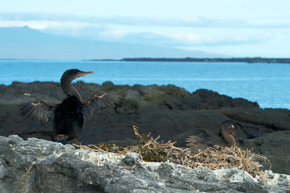 Fernandina 109 - Version 2.jpg