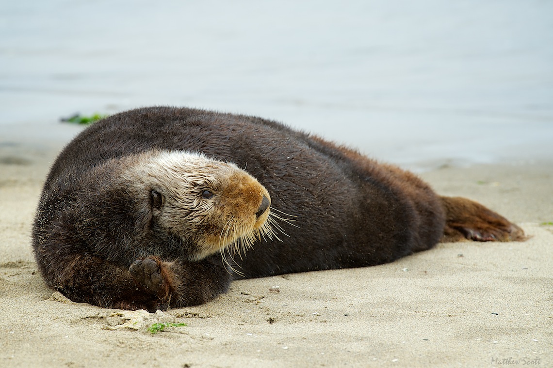 Moss Landing Otter 83 - Version 2.jpg