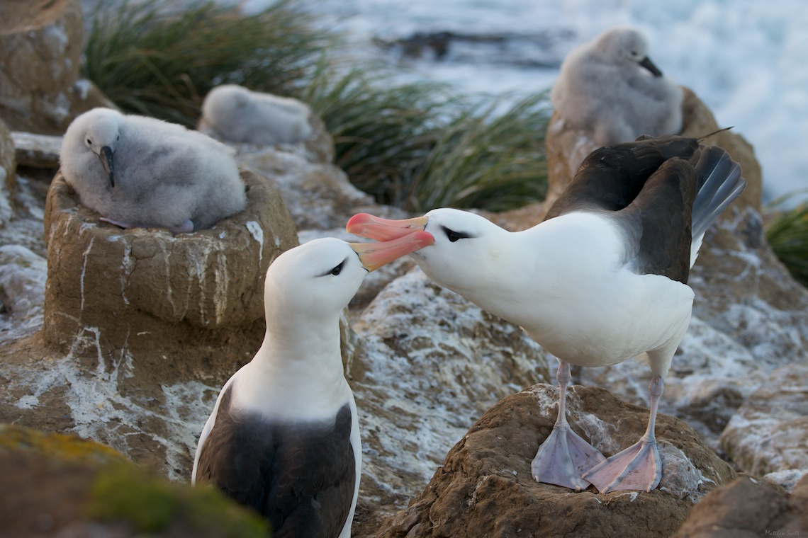 Saunders albatrosses 288 - Version 2.jpg