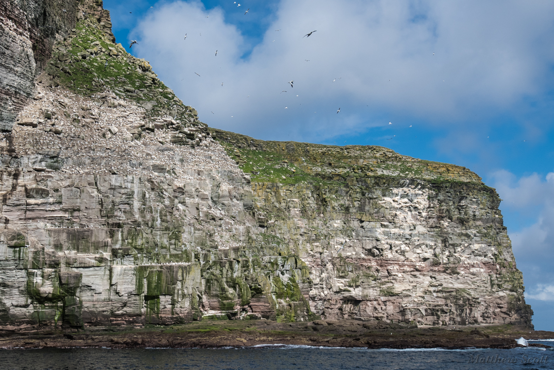Gannets, Noss Island, Shetlands, Scotland