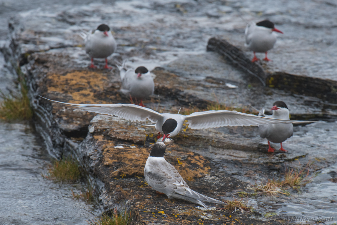 Tern feeding chick, Orkney Islands, Scotland
