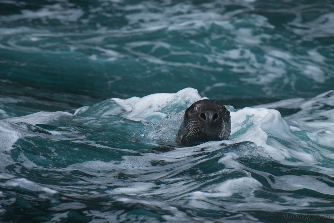 Seal at Noss Island, Shetlands, Scotland