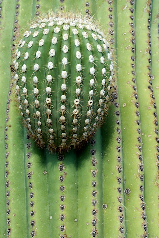 Tucson cactus.jpg