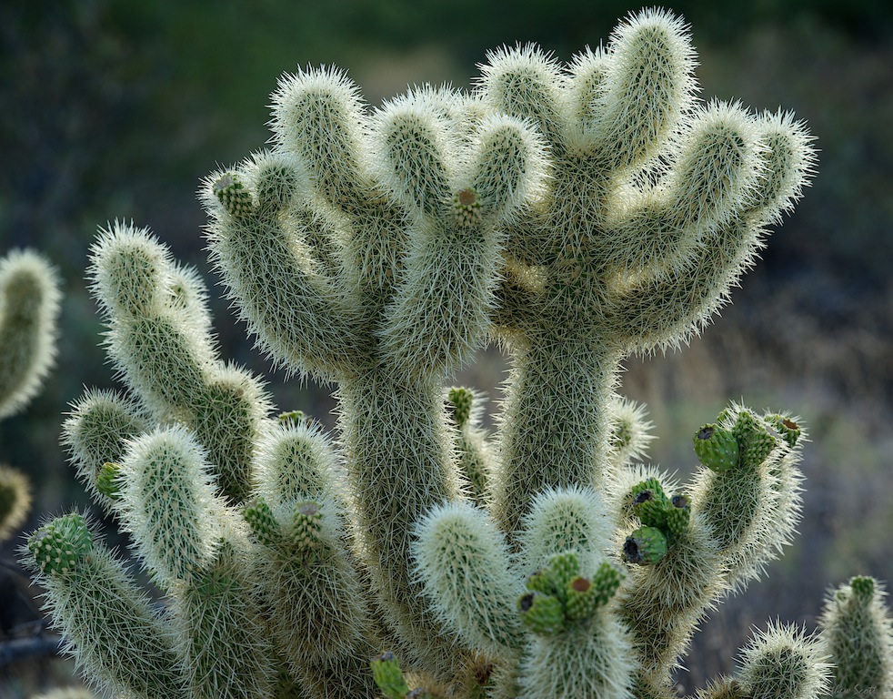Tucson cactus (1).jpg