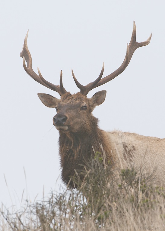 Tule Elk 3.jpg
