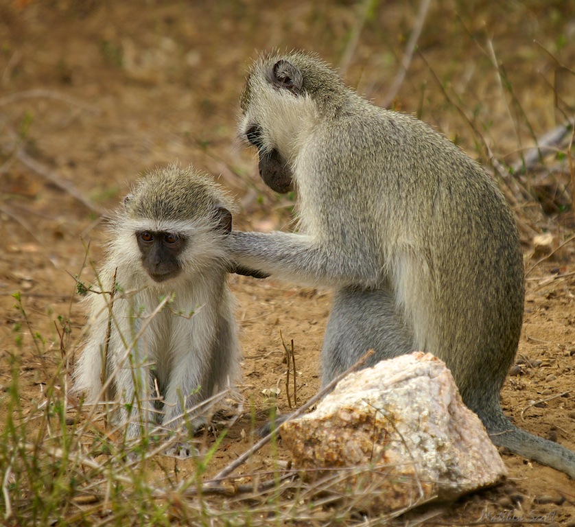 Vervet monkeys, S. Africa 2005.jpg