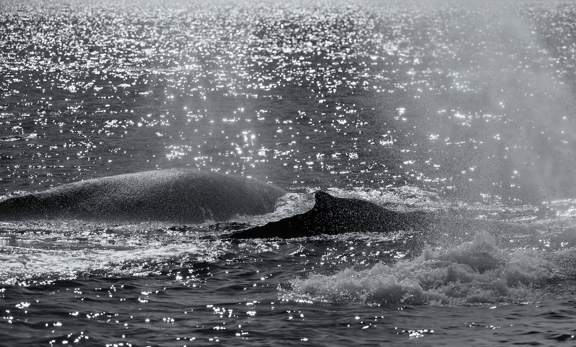 Humpbacks, Monterey Bay