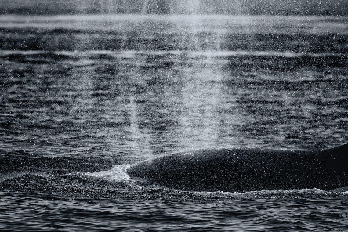 Whale watch 821 - Version 2.jpg
