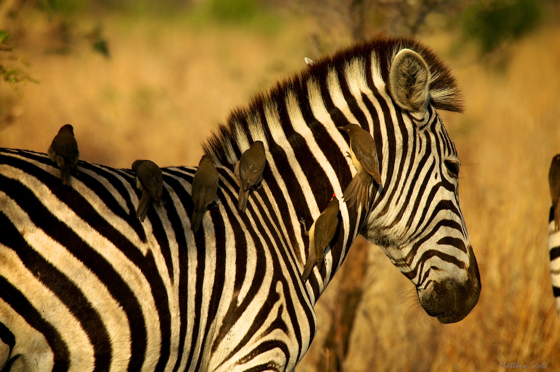 Zebra & oxpeckers, S. Africa 2005.jpg