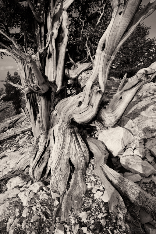 Ancient Bristlecone Pine, White Mtns, California