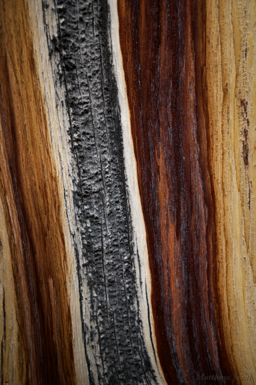 Bristlecone Pine layers, White Mtns, California