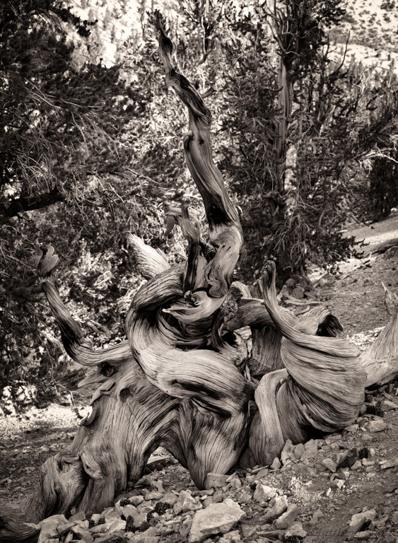 Ancient Bristlecone Pine, White Mtns, California