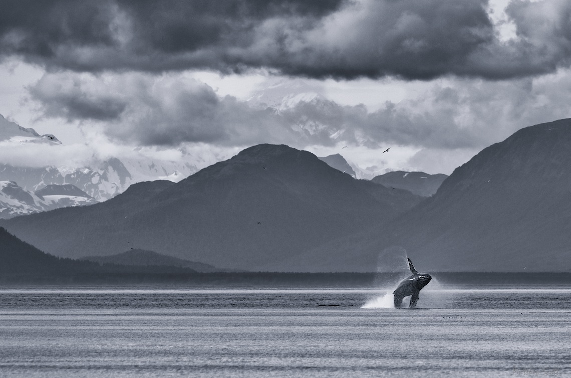 Humpback whale, Glacier Bay, Alaska