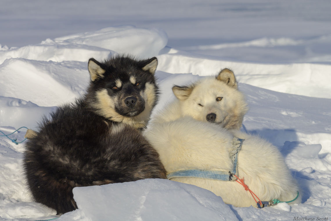 Inuit dogs