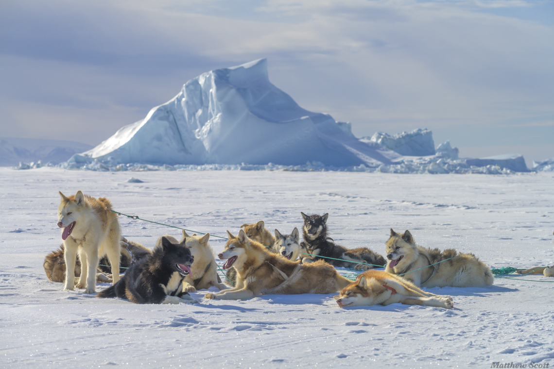 Inuit dogs
