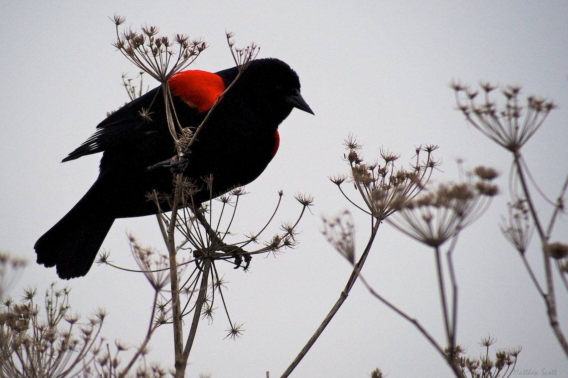 birds apf 3 (4).jpg