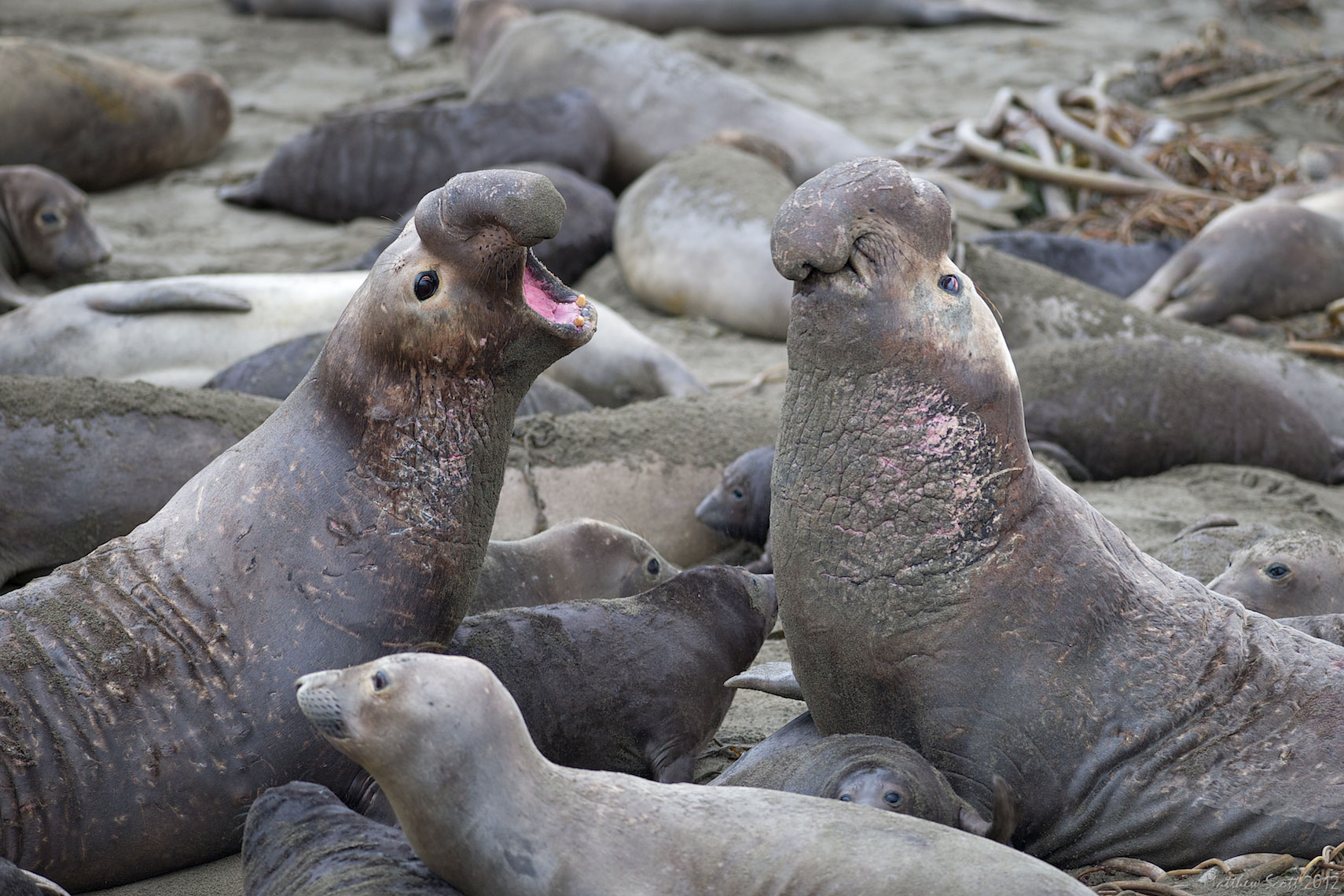 Elephant Seals, Piedras Blancas, California