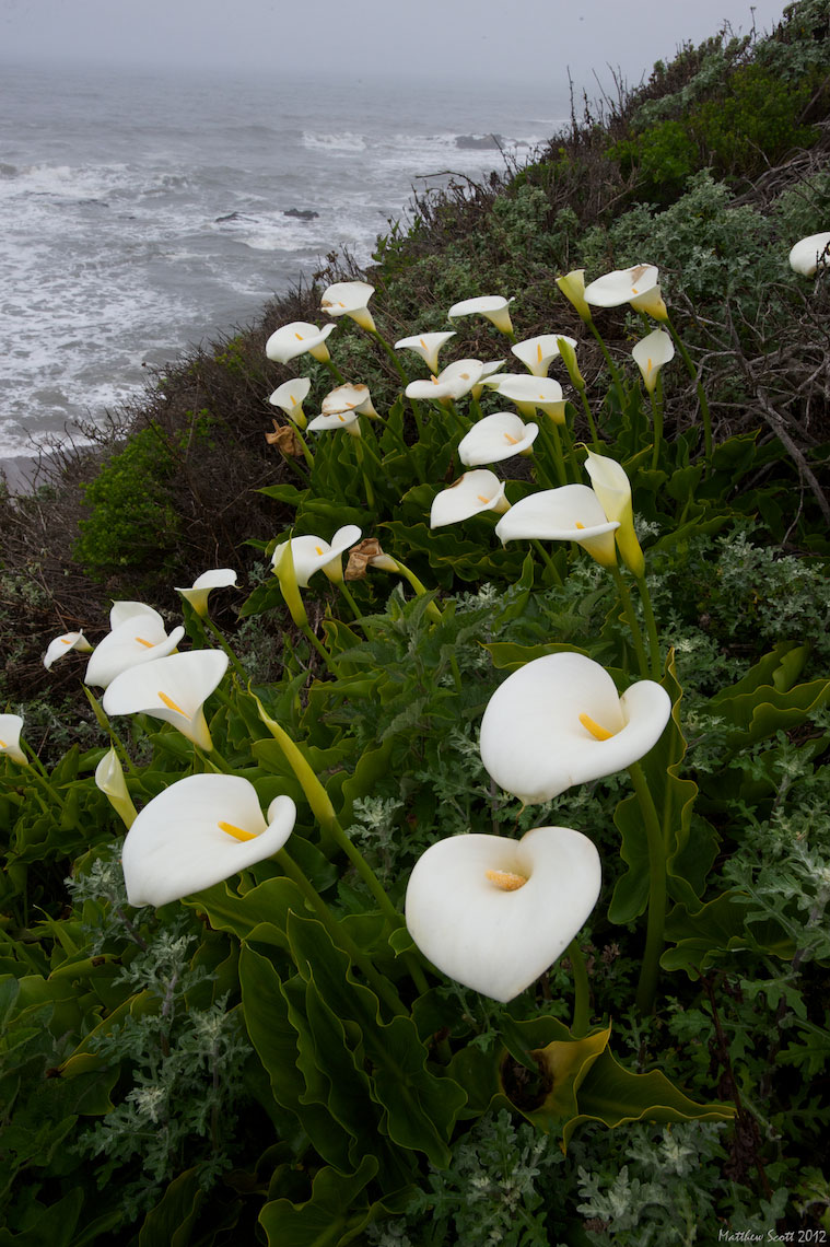 califcoast-25.jpg