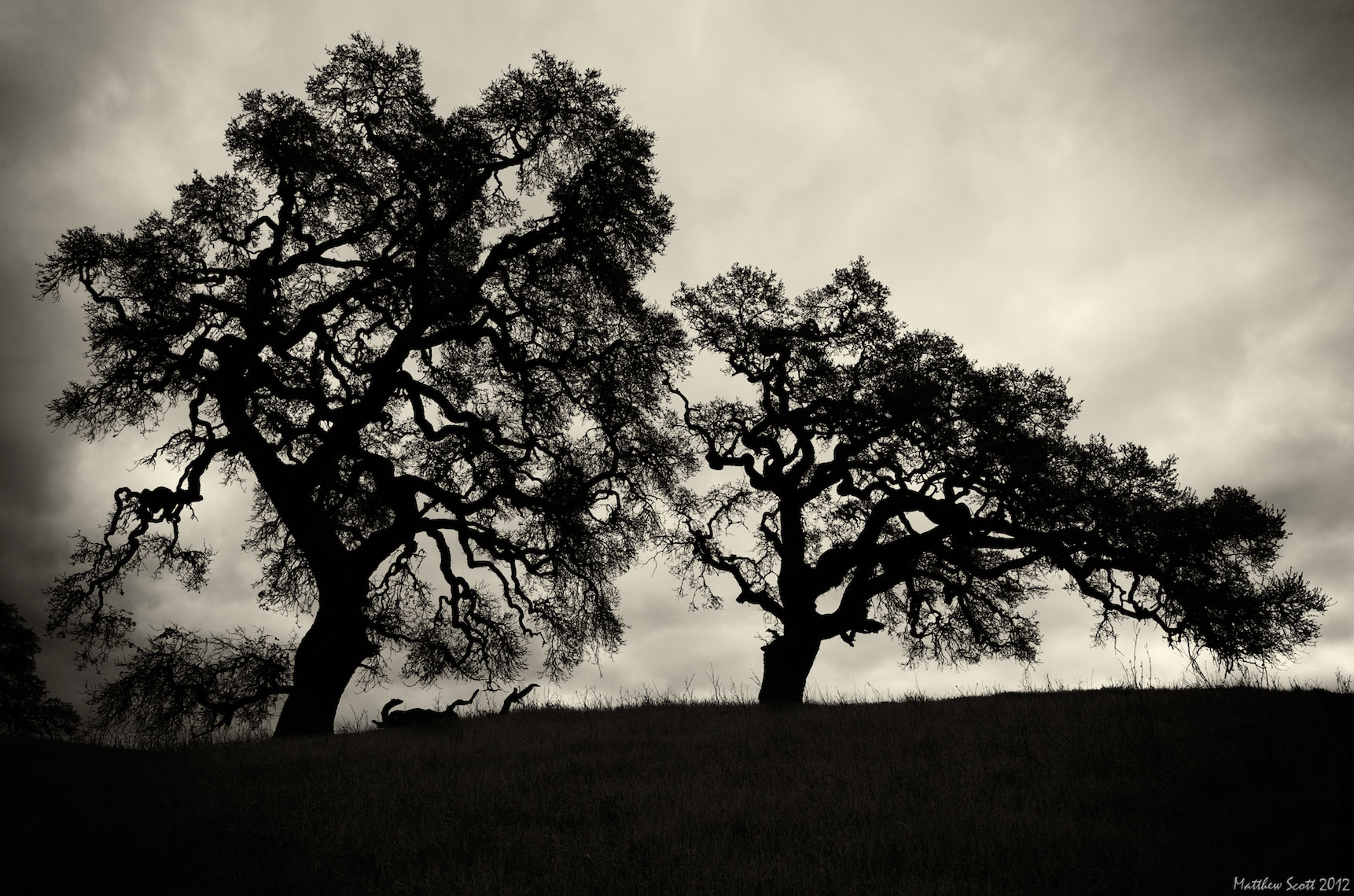 Ancient oaks at Arastradero Preserve, Palo Alto, California