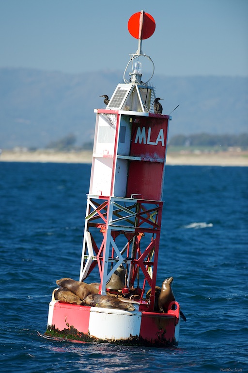coast apf 4.jpg