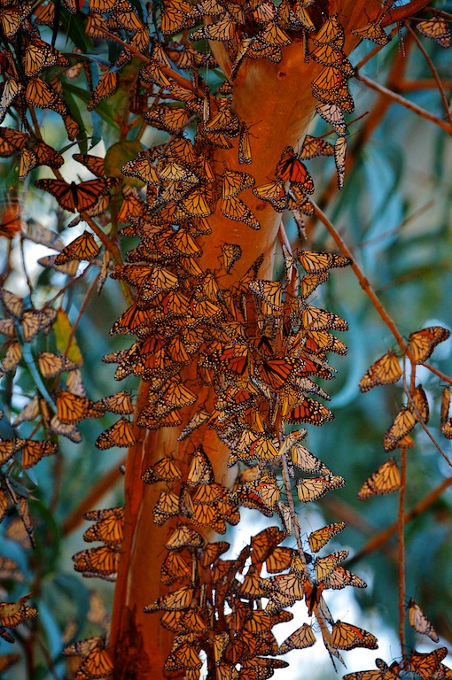 insects apf.jpg