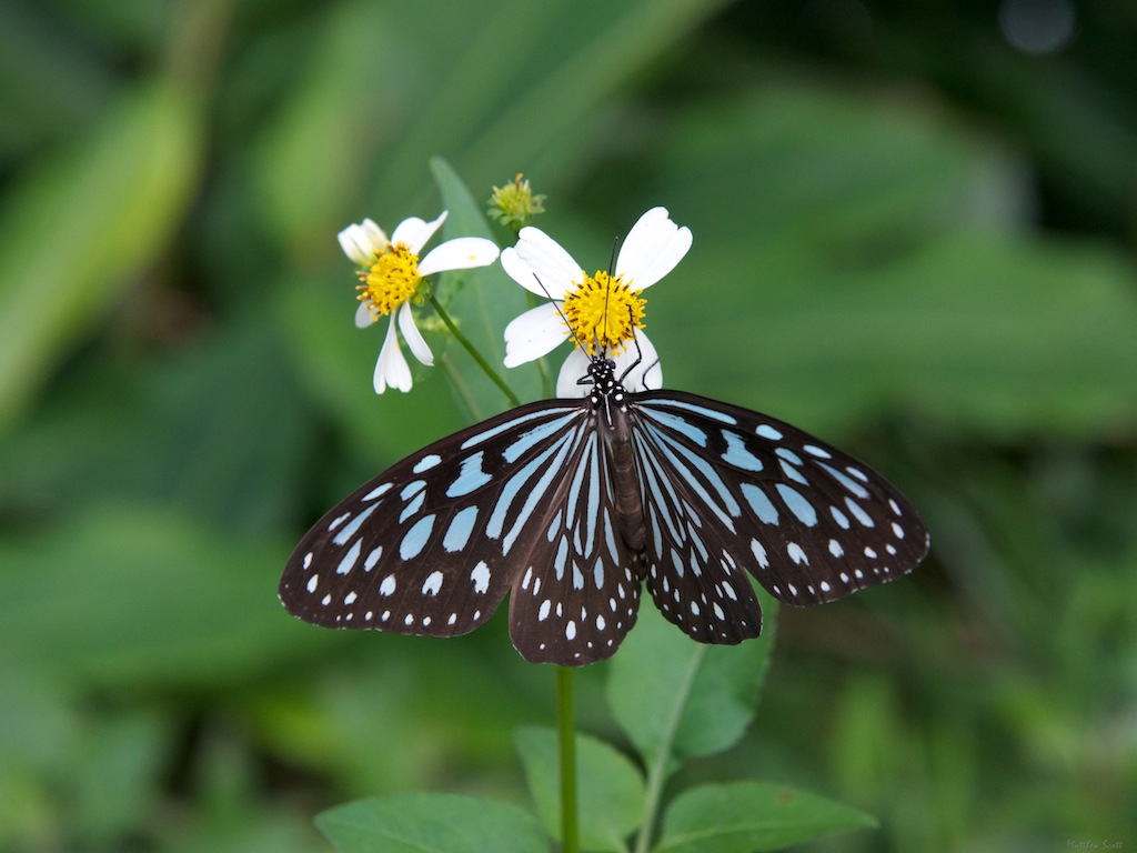 insects apf (2).jpg