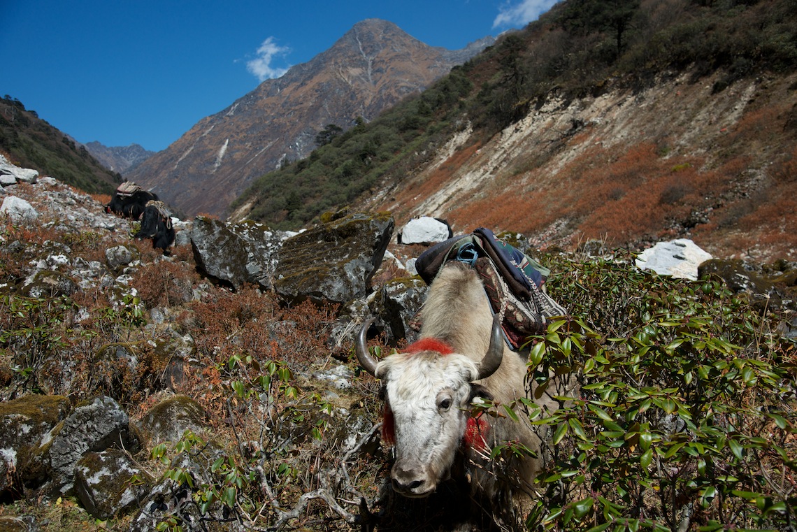 nepal apf 22.jpg