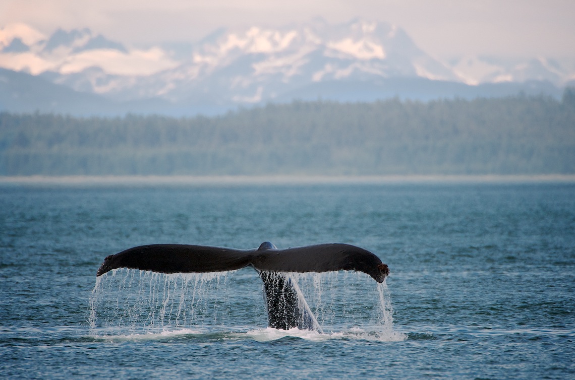 whale (2).jpg