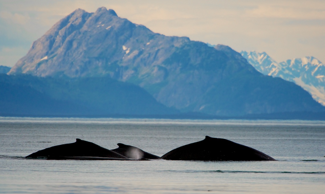 Humpback Whales, Glacier Bay, Alaska
